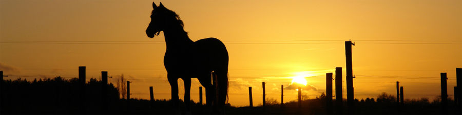Caballo Horsemarket - The personal horse agency with more - Online