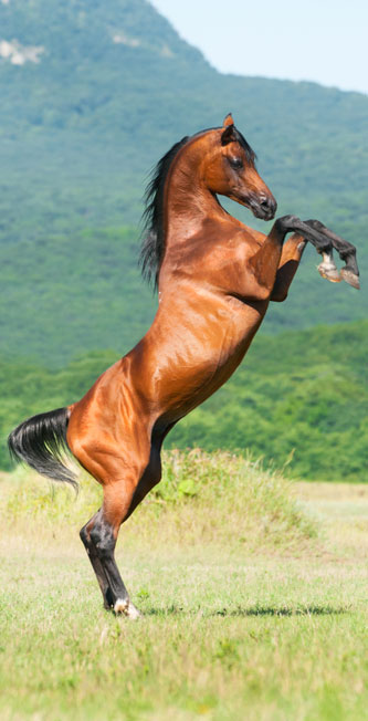 Arabian stallion rearing