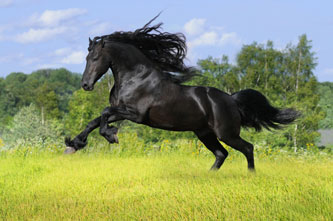 Schönes schwarzes Pferd