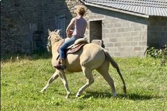 Paint Horse Boria 