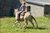 Paint Horse Boria 