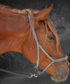 Wunderschöner 4 jähriger Lusitano-Mix zu verkaufen 