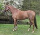 Beautiful chestnut mare, safe at the jump a lot of potential beau