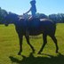 Knight is a drop dead gorgeous 16.1hh Percheron/Quarter Horse...