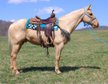 Freundlicher und sanfter Quarter Horse Wallach