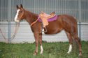 Quarter Horse broodmare, 6 years, Pleasure