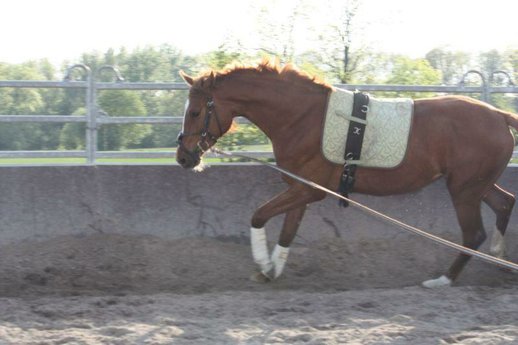  3-year-old Prince Piccolo junior