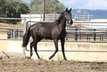 Promising PRE black stallion with excellent movements