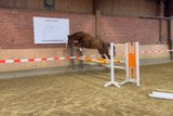 Beautiful, dear gelding, bred with a focus on jumping 