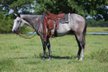 Calm and Kids Safe Quarter Horse Gelding.