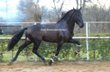 Schönes schwarzes spanisches Pferd