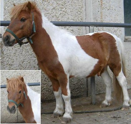 Braves side Pony and lead pony for children
