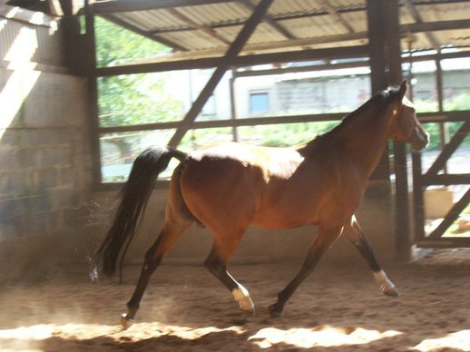 Riding Stallion 