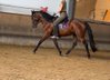 Andalusian/Cruzado is looking for an ambitious rider