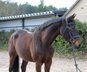 Teacher! Great mare for jumping, dressage and leisure