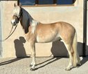 Haflinger Stallion 