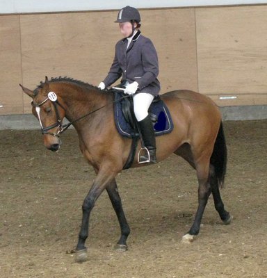 3 year old Holsteiner mare by Landos