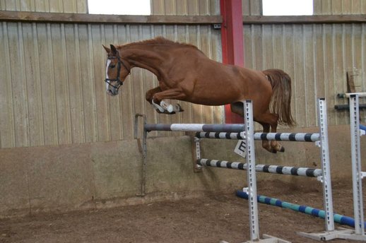 Young show jumping horses