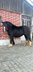 Polish coldblood mare for sale