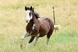 Gotta Silver Spook - bildhübscher Quarter Horse Junghengst