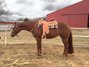 Erfolgreiche Quarter Horse Stute in liebevolle Hände abzugeben