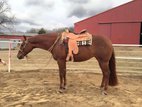Erfolgreiche Quarter Horse Stute in liebevolle Hände abzugeben