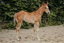 Ein Quarter Horse Youngster zum Verlieben