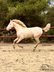 Wonderful Cremello PRE stallion - Great to handle