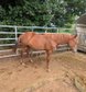 Bildhübsches QH-Nachwuchspferd mit Top-Perspektive im Cutting 