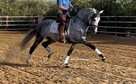 Top horse for amateur/lady - Piro FREE - DRESSAGE 