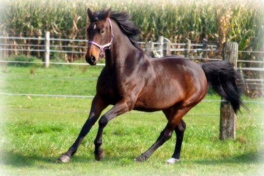 Hanover