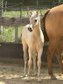 Traumhaftes Buckskin Paint Horse Fohlen - sportlich & liebenswert