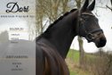Beautiful, rideable and honest mare