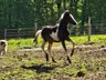 Toll gezeichneter Quarter Horse-Reitpony Nachwuchs