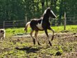 Beautifully Drawn Quarter Horse Riding Pony Offspring