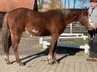 very well bred, expressive Paint Horse gelding