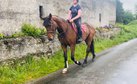 Super Intelligent 16.3hh Irish Sport Horse Gelding