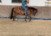 Quarter Horse Wallach mit bester Cutting-Abstammung