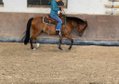 Quarter Horse Wallach mit bester Cutting-Abstammung