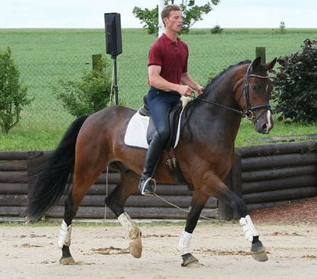 Dressage Wallachen Chicago