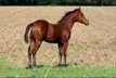 Above-average Quarter Horse Yearling