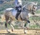 Beautiful PRE gelding