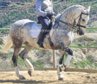 Beautiful PRE gelding