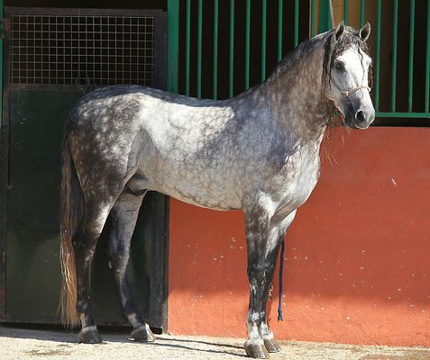 Fandango unsaddled