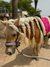 Liebevolles Pony (6 Jahre) auf Mallorca – sucht neues Zuhause
