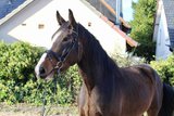 Großrahmiger Wallach für Freizeit/Gelände!