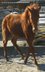 Berber yearling of Moroccan descent tall, strong 