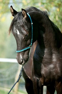 Asiler Arab black