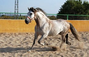 Pferderasse Andalusier