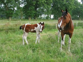 Horse Breed Pinto